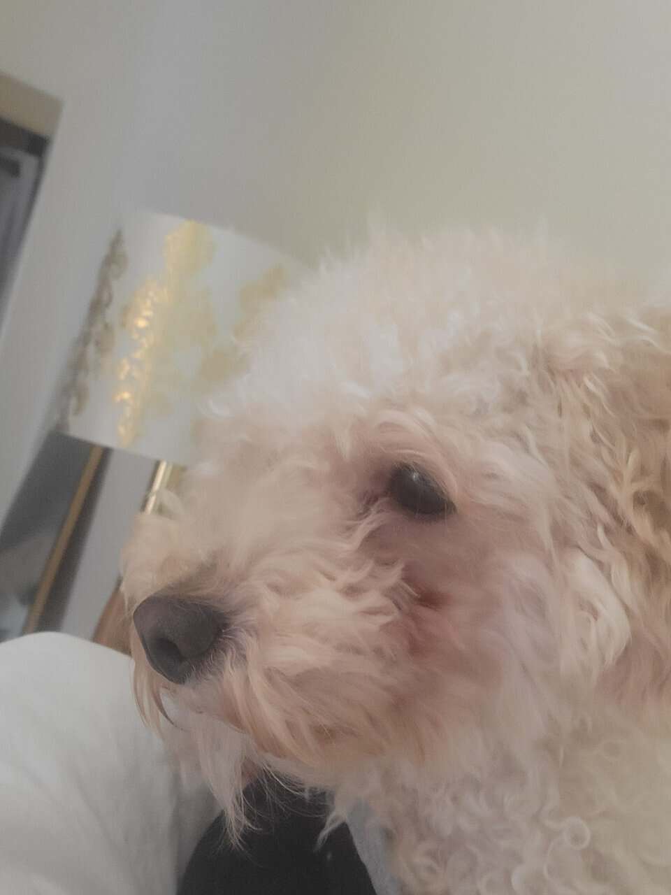 Male toy poodle for adoption image 2