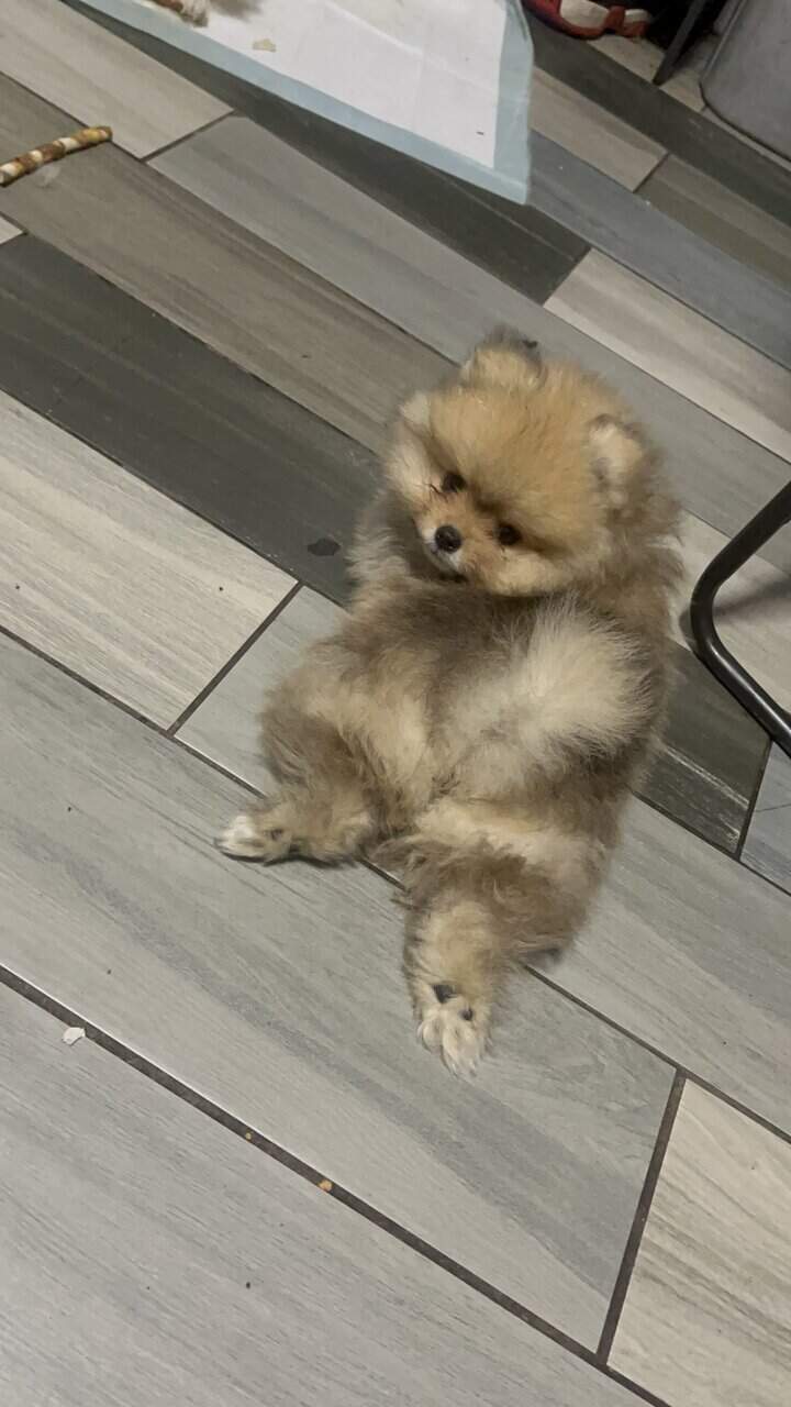 Pomeranians For Sale image 10