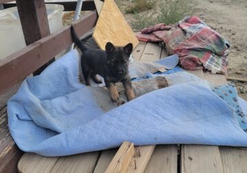 Championship-bloodline AKC F GSD- Carrie