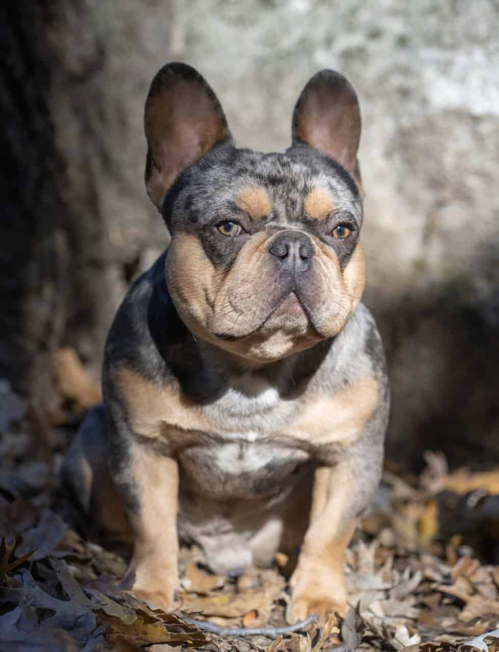 French Bulldog puppies image 8