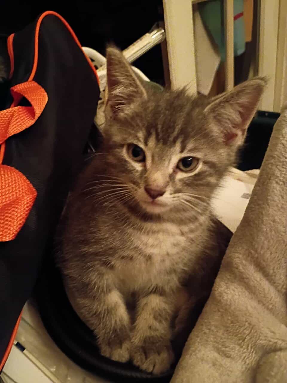 Tabby cat kittens image 5