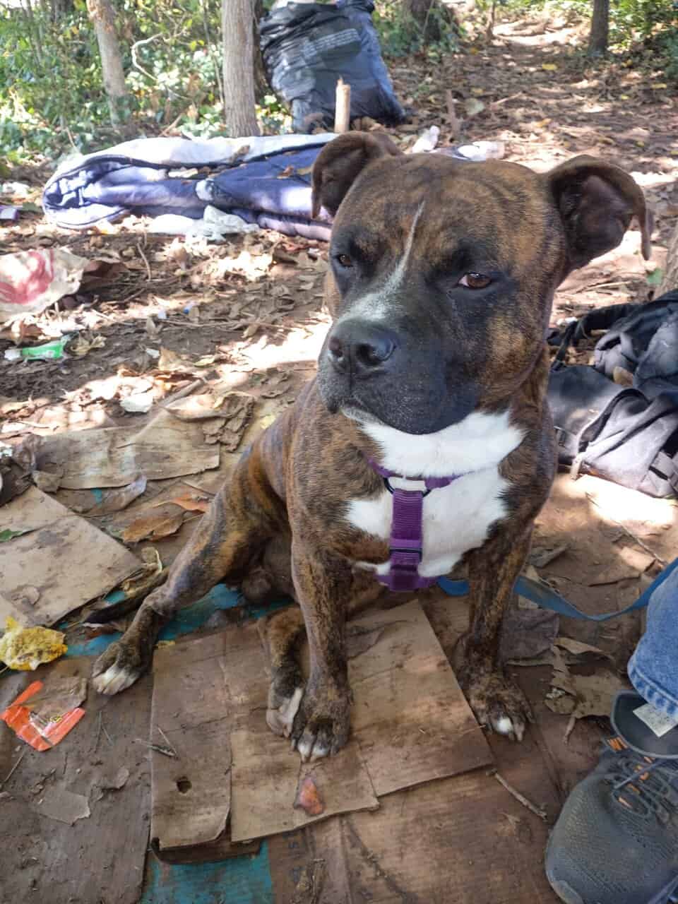 5 year old full blooded pit bull image 2