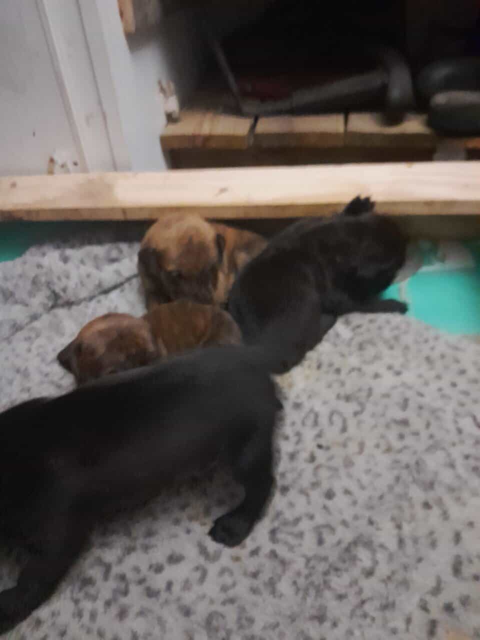 Bull mastiff puppies image 6