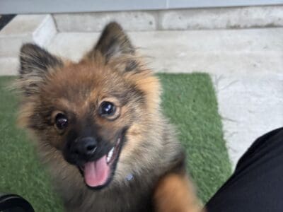5-Month-old Pomeranian