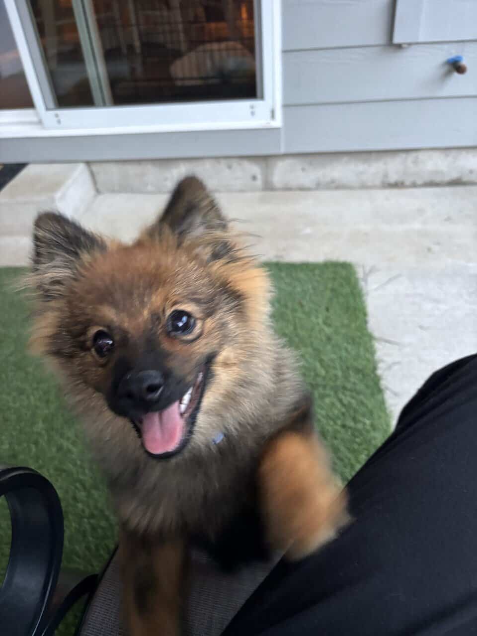 7 Month-old Pomeranian image 1
