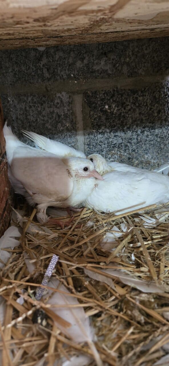 Pigeons image 7