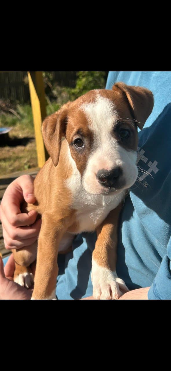Mixed puppies image 5