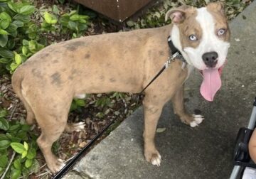 Need to rehome due move from US