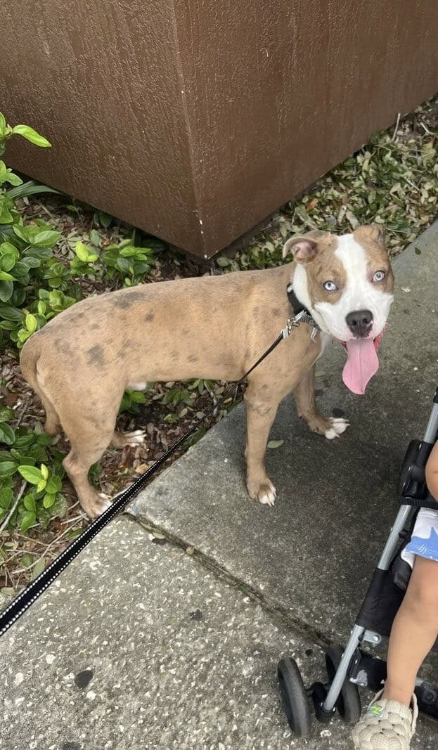 Need to rehome due move from US image 1