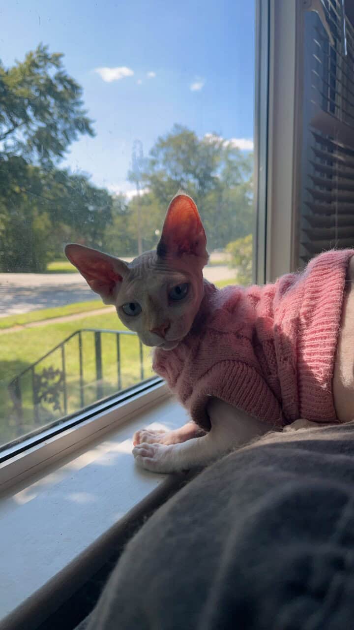 Sphynx Cat image 3