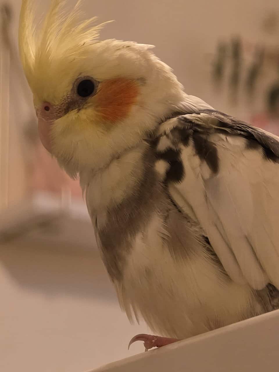 1 pair of cockatiels for sale image 3