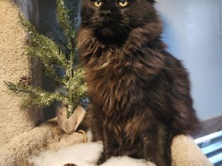 European Maine Coon kitten Solid Black male