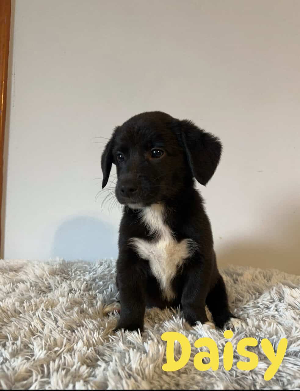 Corgi x Labrador image 6