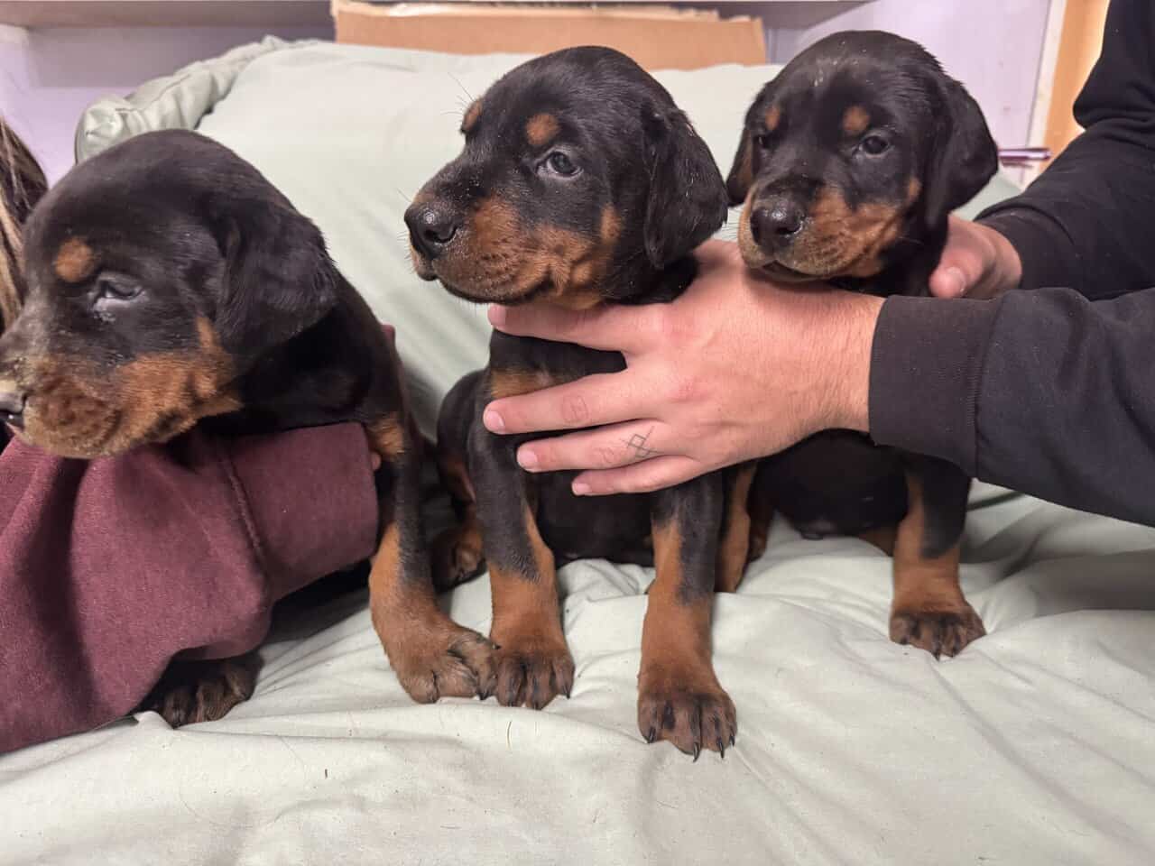 AKC Dobermans image 4