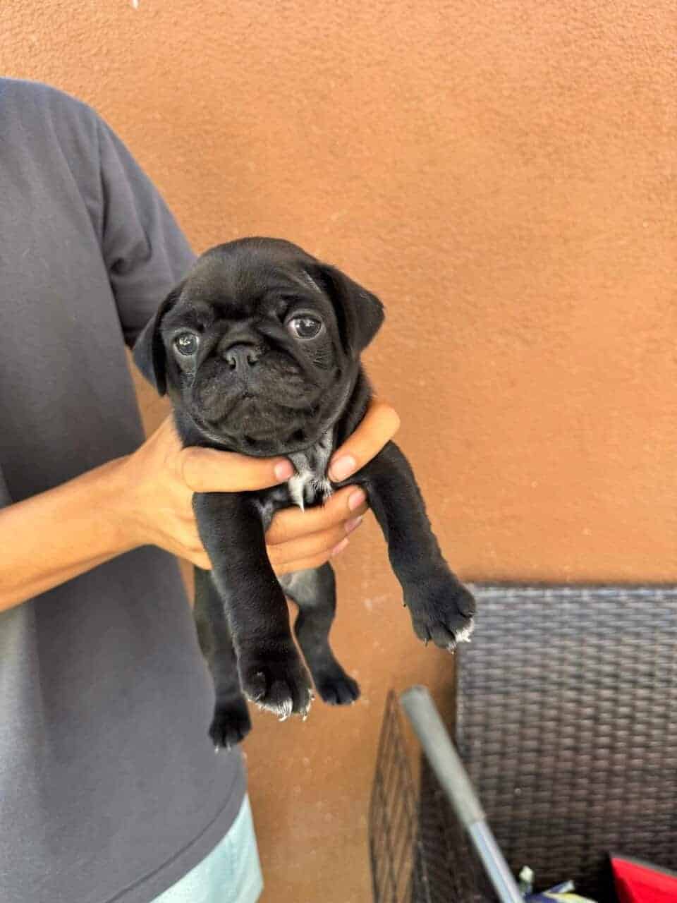 4 pug puppies image 3