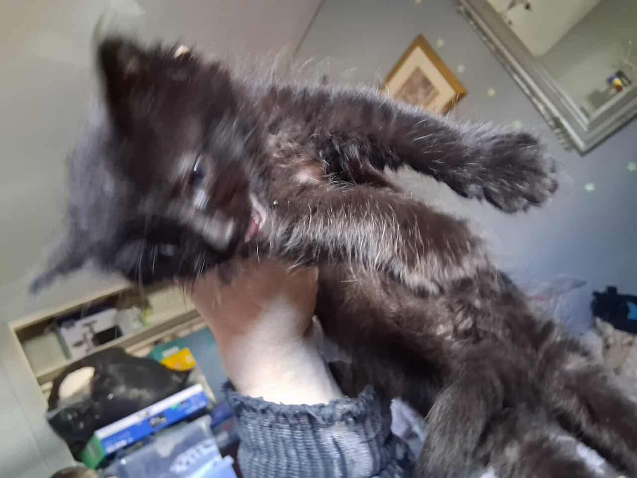 2 maine coon/norwegian forest cat mix kittens 6 wk image 9