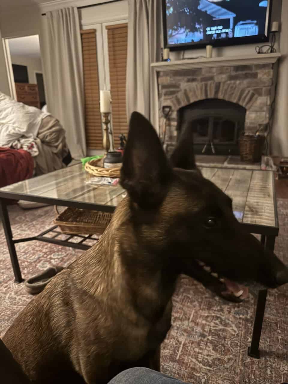 3 yr old female fixed, kennel trained and loving d image 1