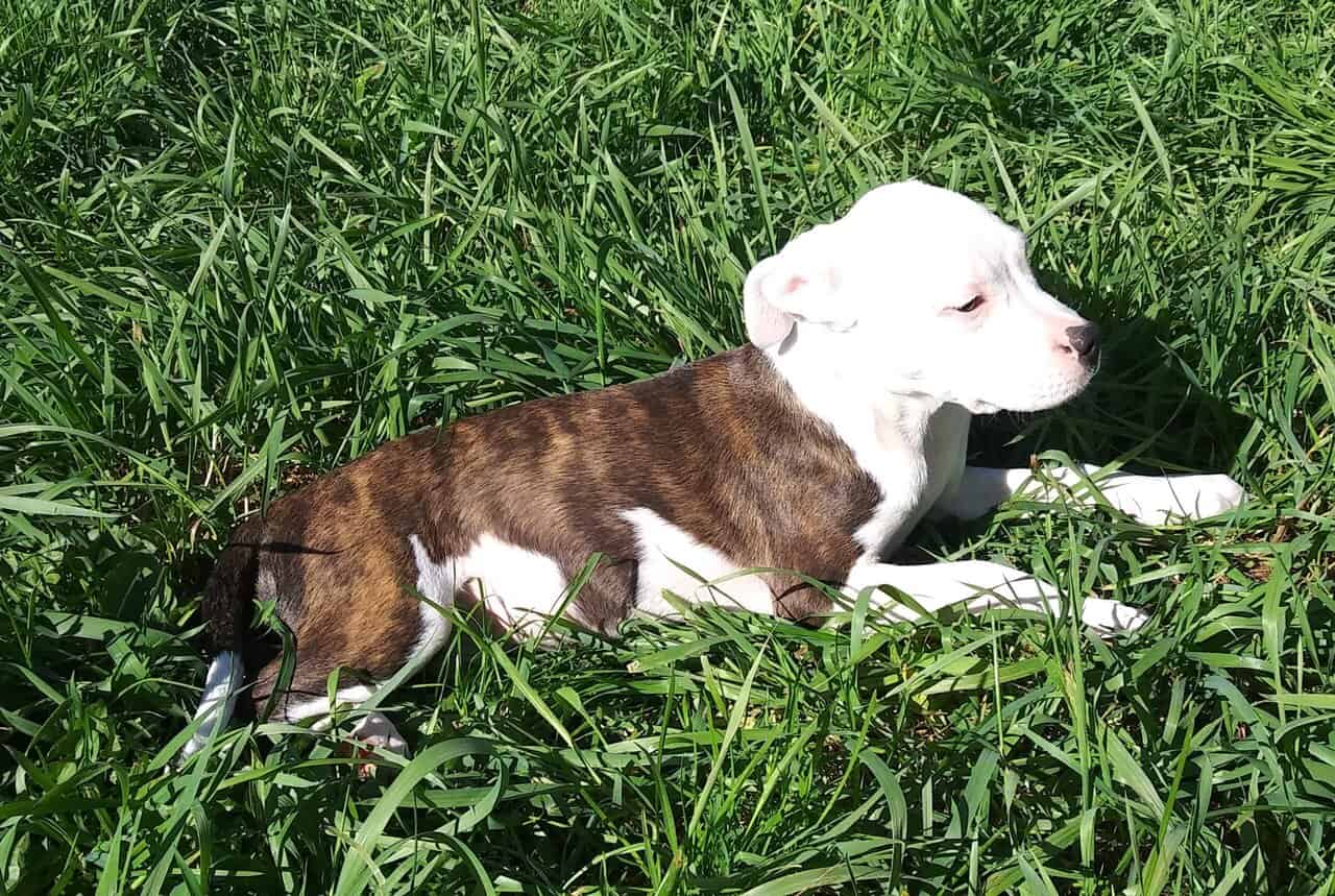 Pitbull puppies for sale. Ice blue eyes, Merles image 2