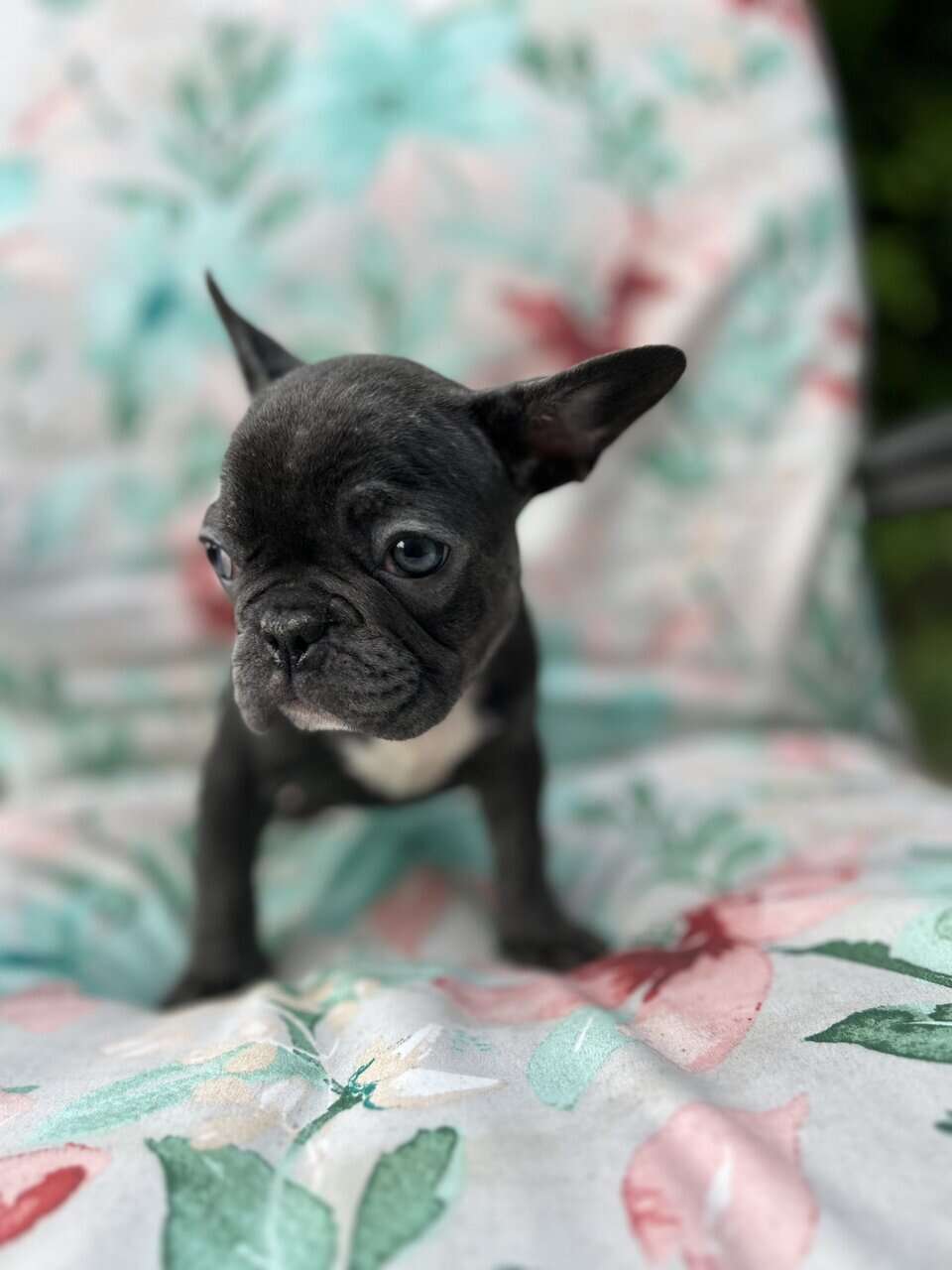 Blue French bulldog puppies image 9