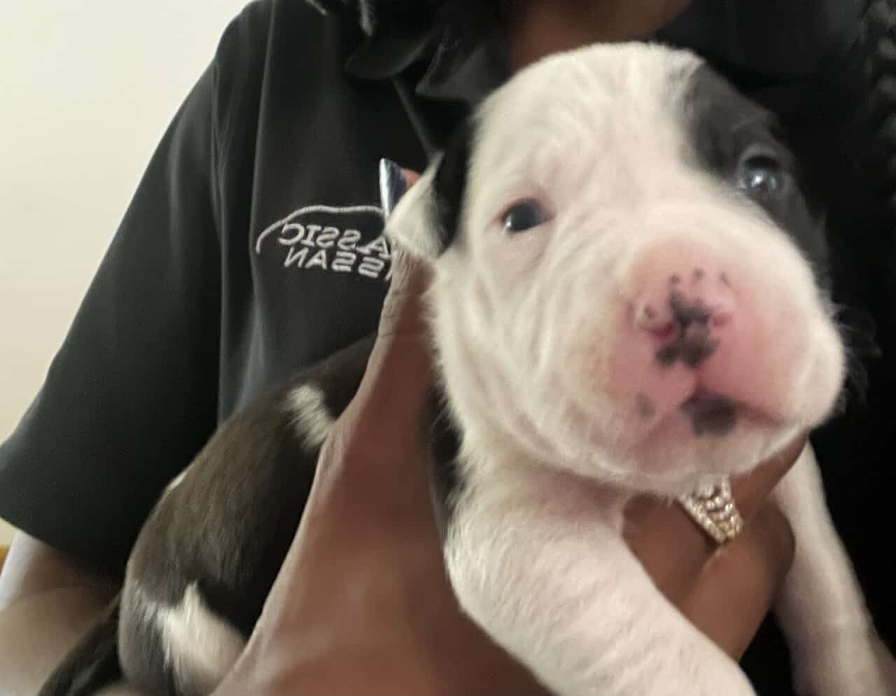 Pit lovers only image 3