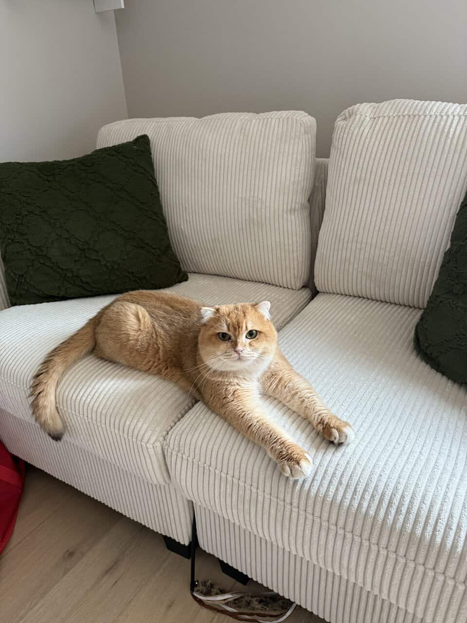 Scottish fold image 10