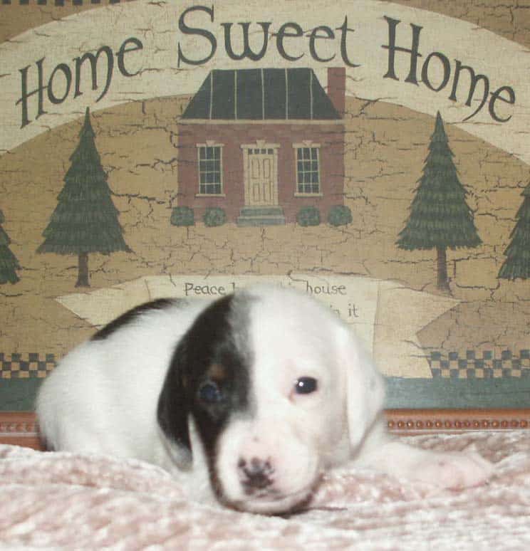 Dachshund puppies for sale image 3