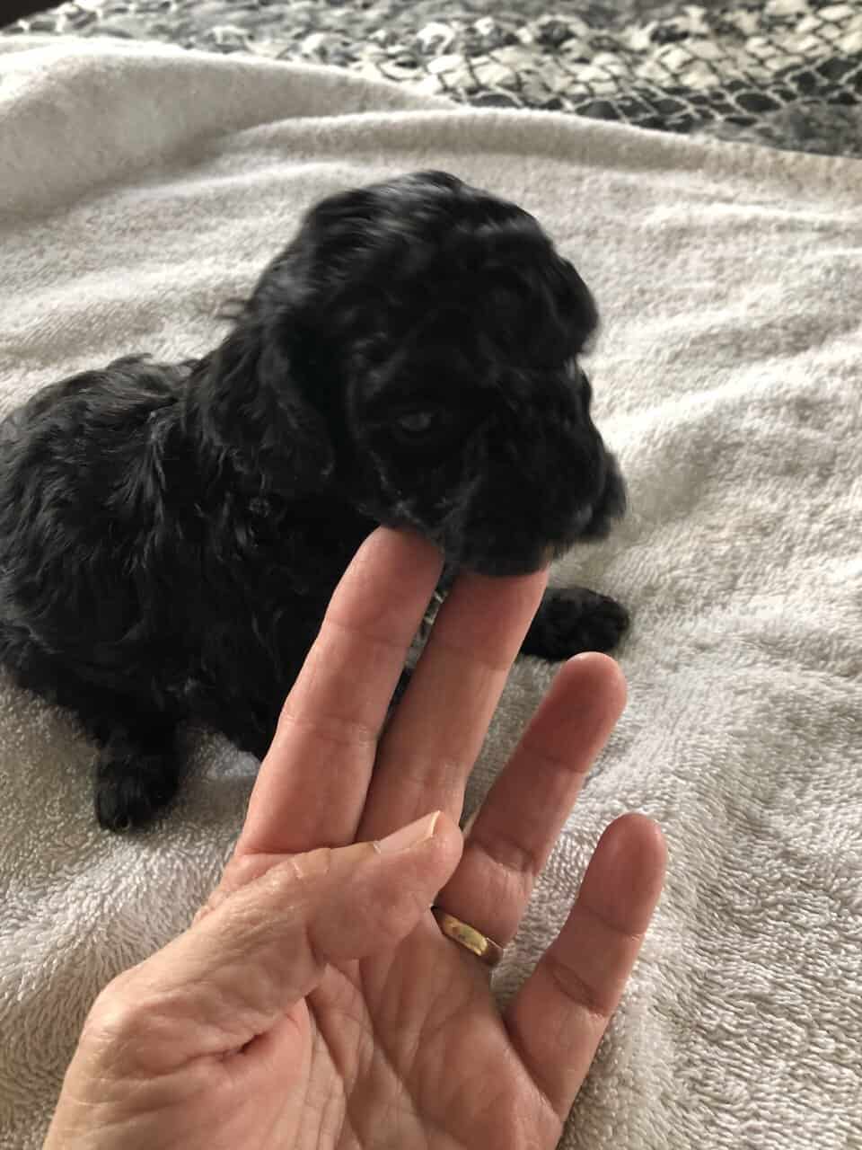 Toy poodle puppies image 4