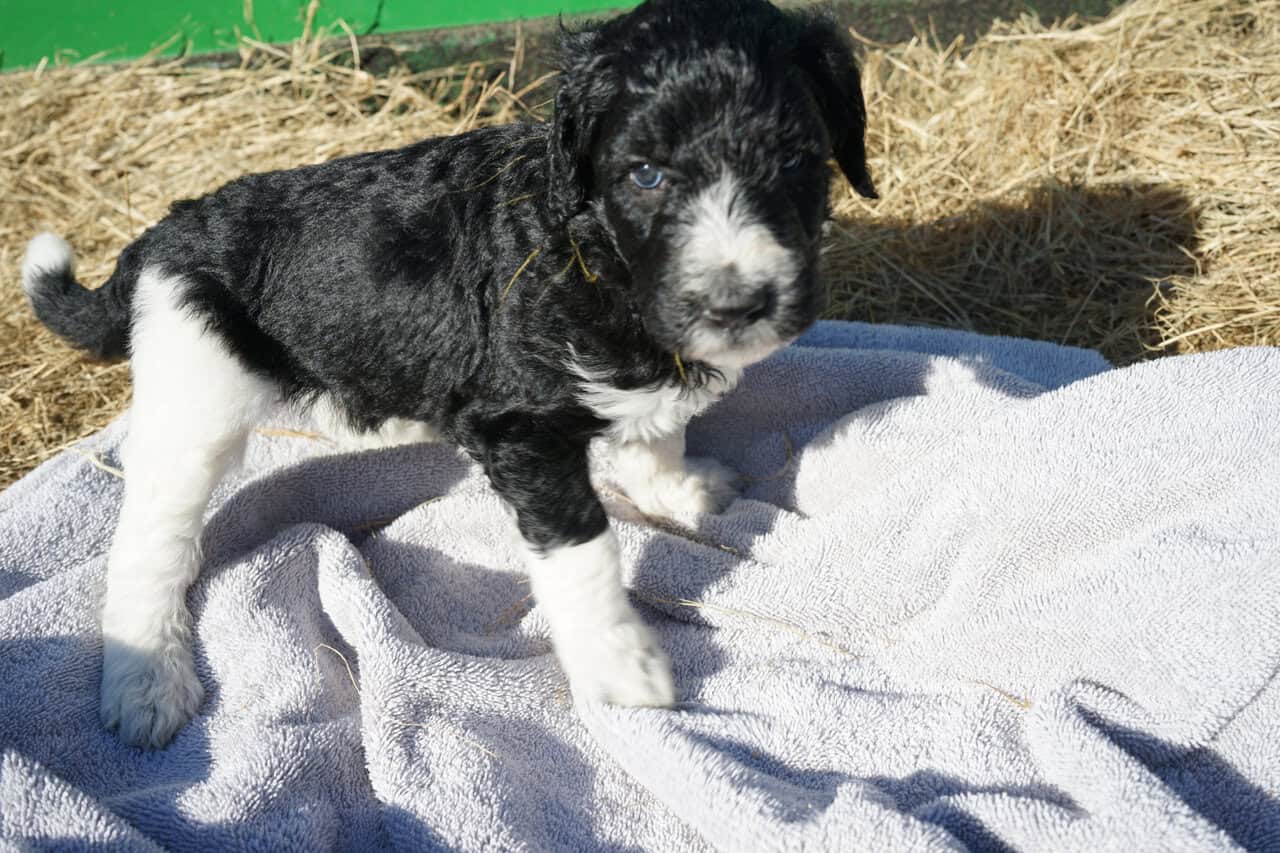 Beautiful Goldendoodle puppies image 4