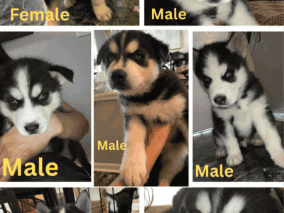 Siberian Husky Puppies