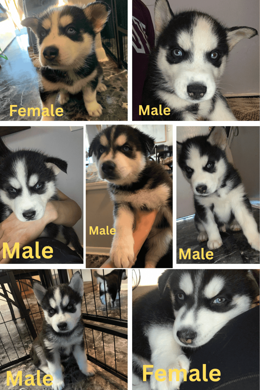 Siberian Husky Puppies image 1