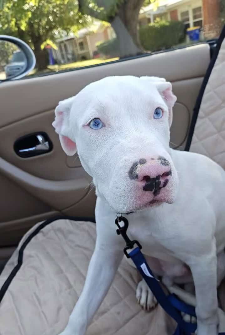 Selling my pitbull for $250 is 4 months image 1