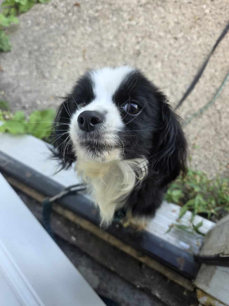 Medium dog image 1