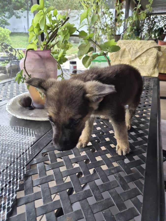 Full blooded german shepard pups image 2