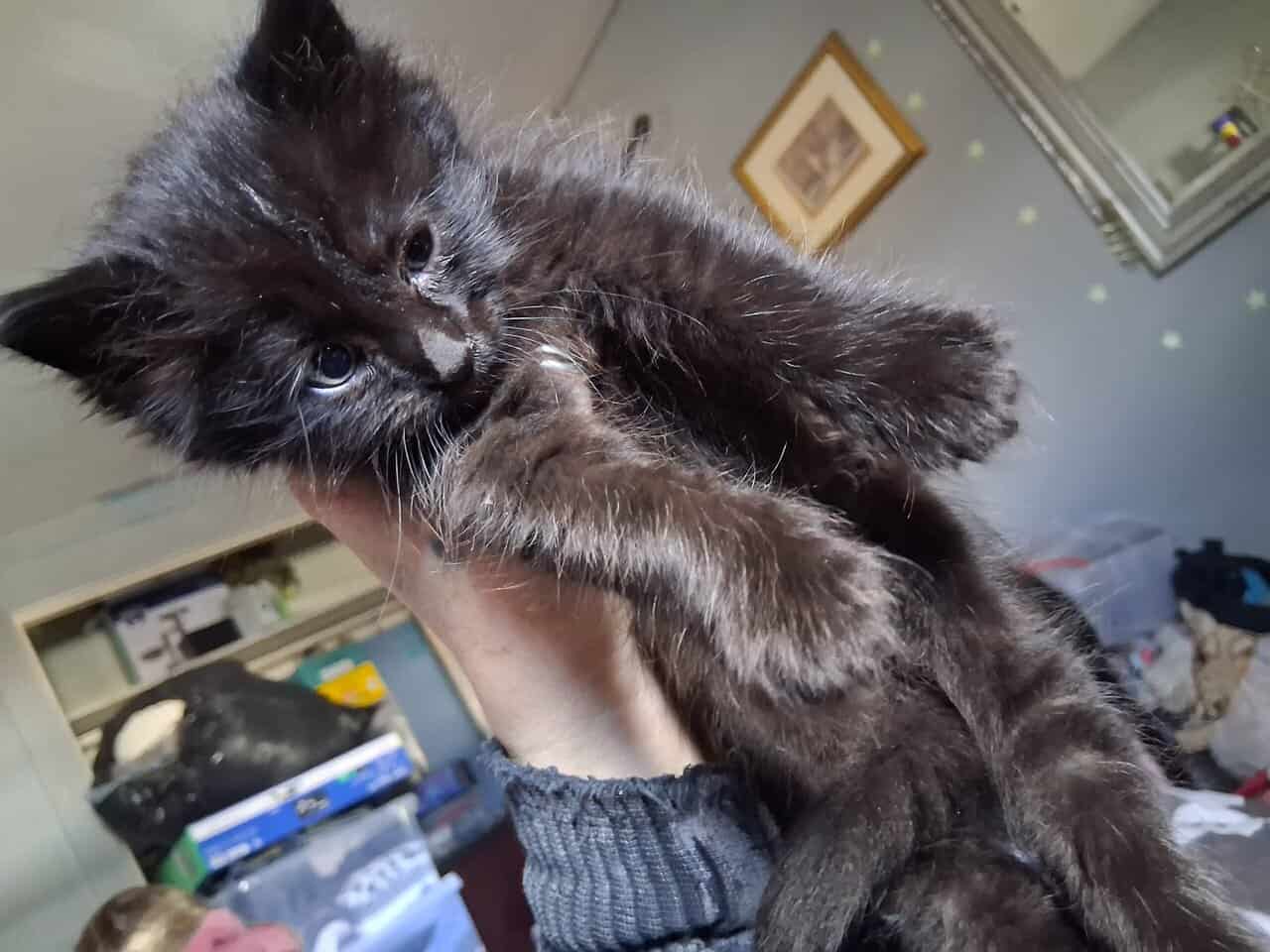 2 maine coon/norwegian forest cat mix kittens 6 wk image 8