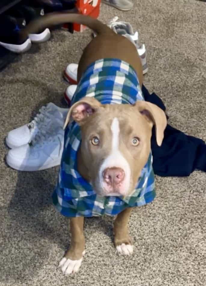 10 month old puppy image 1