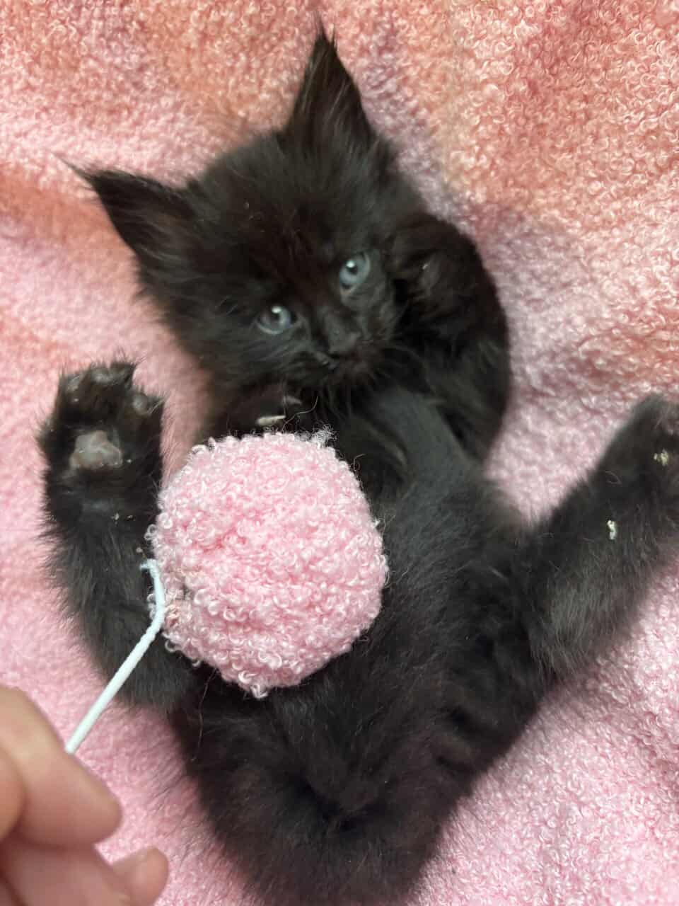 Maine Coon Kittens image 15