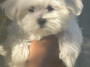 Female ( Maltese puppy)