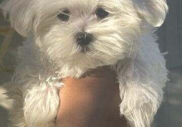Female ( Maltese puppy)