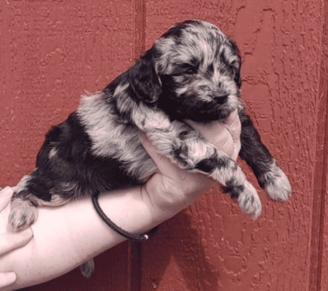 Mini goldendoodles image 1