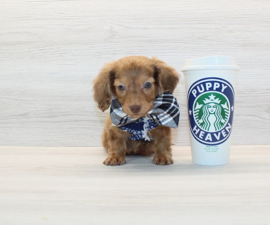Beautiful Dachshund Puppy For Sale image 1