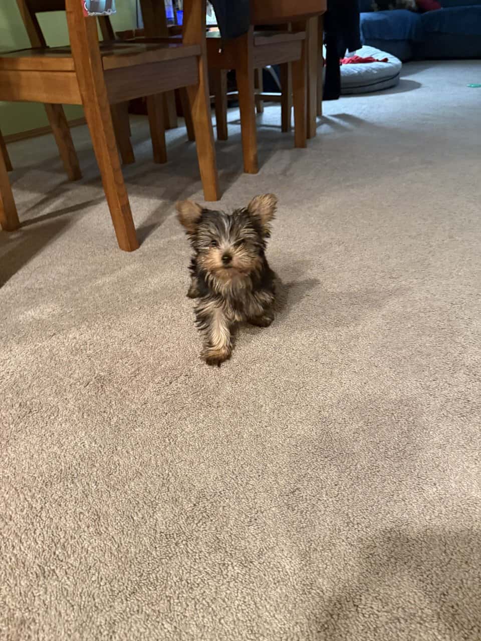 Tiny cheerful yorkie Antosha image 5