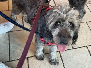 Andrea 1 half year old DNA Tested Aussiedoodle