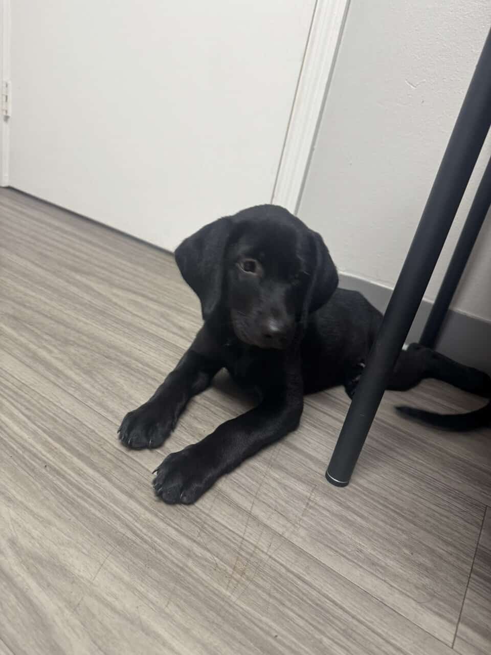 Pure bred Lab Pups image 2