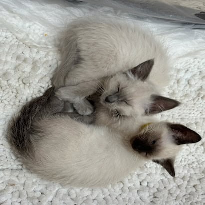 Full blood Siamese cat and kittens image 5