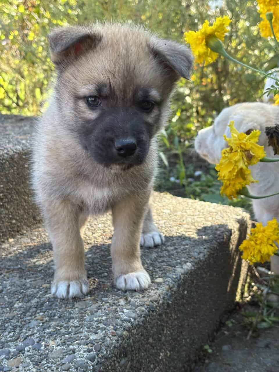 Shepsky puppy image 5