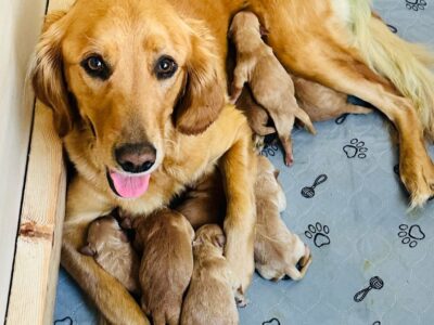 Golden Retriever puppies born 10/7