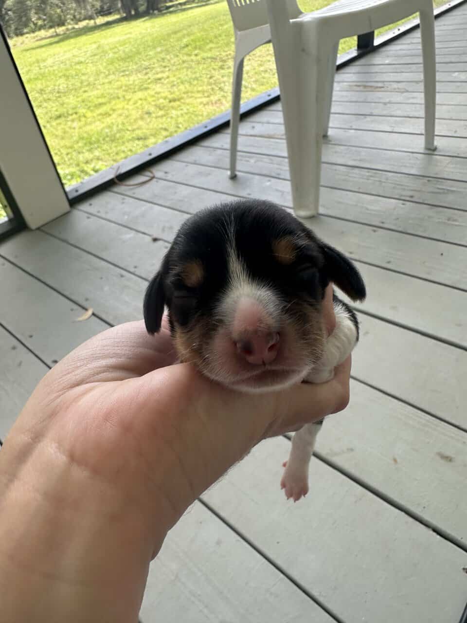 Pure Bred Beagle Puppies image 7