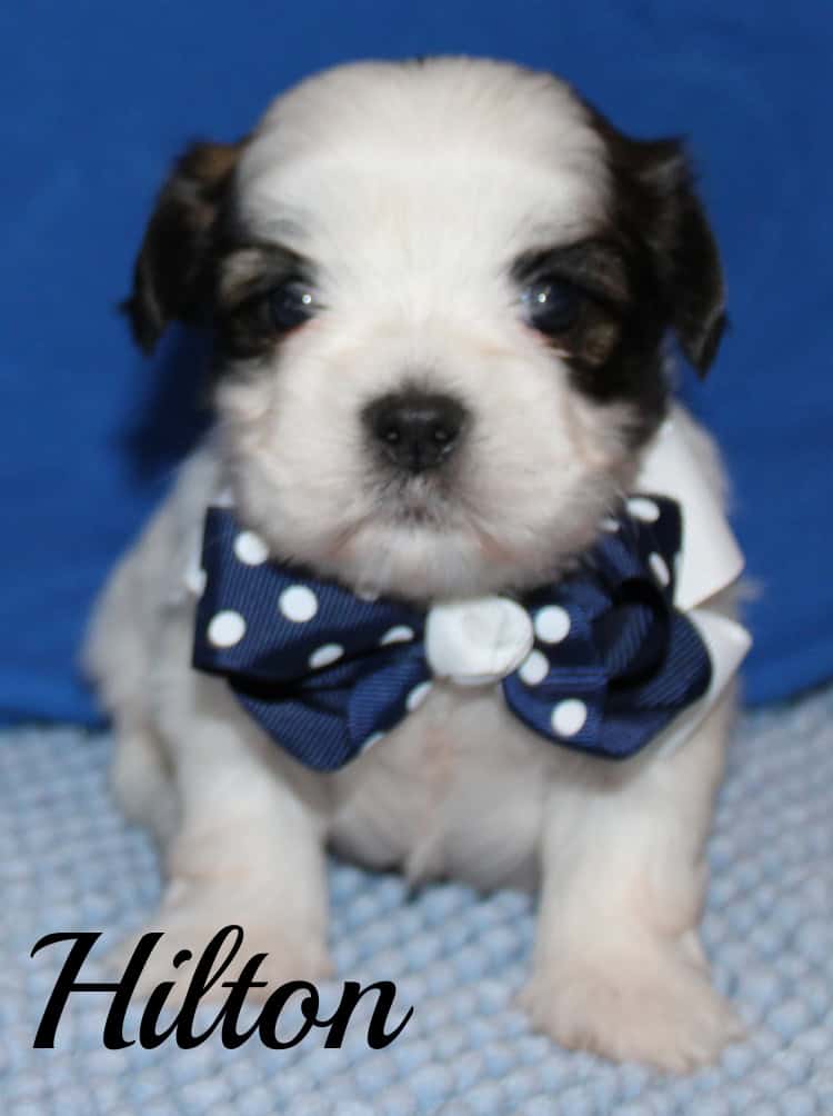 Teddy Bear (Shih Tzu - bichon) image 1