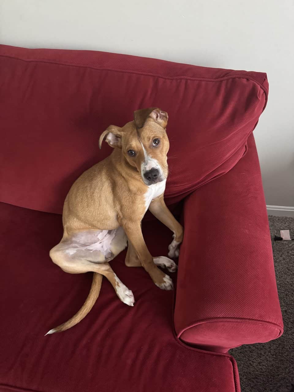 Looking for a loving family for Olive! image 6
