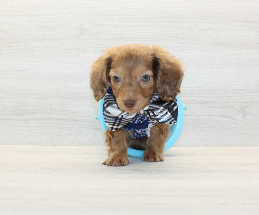Beautiful Dachshund Puppy For Sale image 2